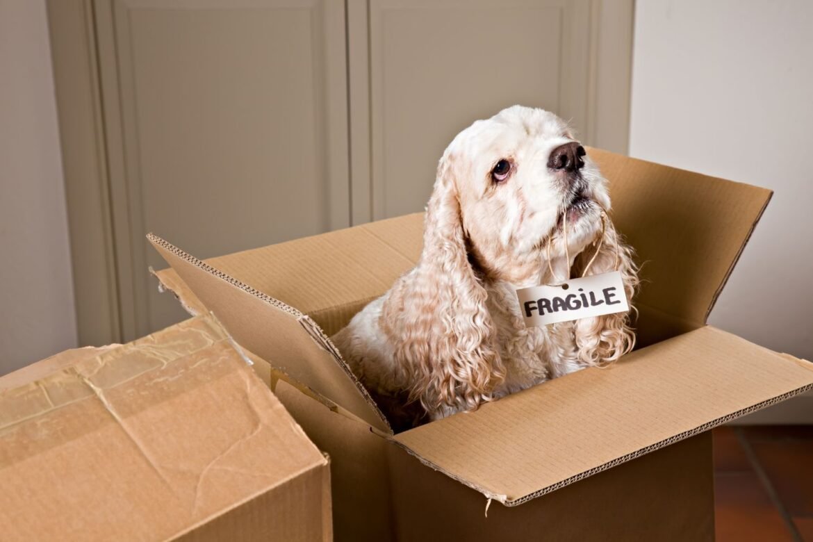Jak wygląda przeprowadzka z psem lub kotem? – Poradnik dla właścicieli zwierząt
