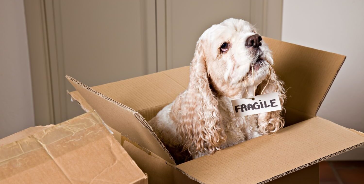 Jak wygląda przeprowadzka z psem lub kotem? – Poradnik dla właścicieli zwierząt